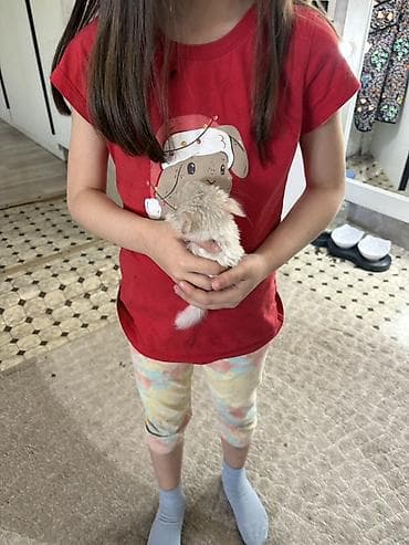 Шиншиллы: Шиншилла (белый окрас) 1,5 месяца Мальчик Ручной На 4 и 5 фото отец — 2