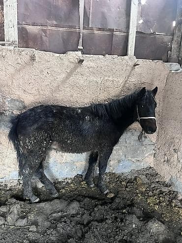 черная британская кошка: Продаю | Жеребенок | На забой — 4