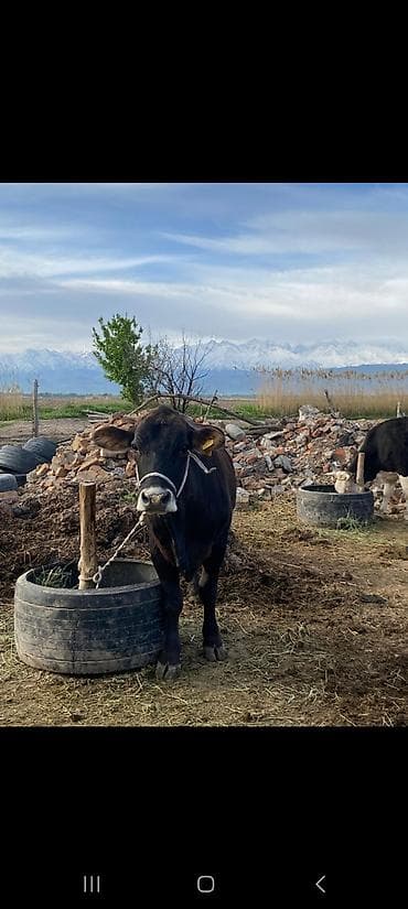 Продаю | Корова (самка) | Для молока | Привязанные