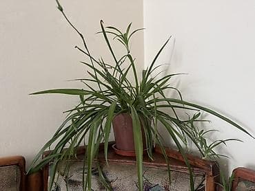 для картин: Уникальное декоративное панно, выполненное из натуральных материалов — 1