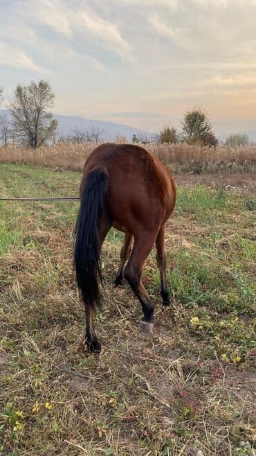 куда можно отдать собаку в бишкеке: Продаю | Жеребец | Полукровка | Конный спорт — 6