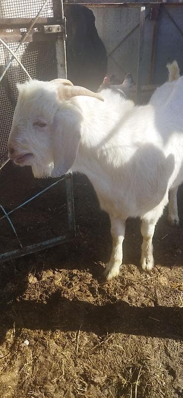 Зоотовары: Продаю | Козёл (самец) | Битал | Для разведения | Племенные — 4