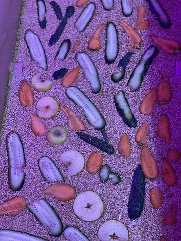 авган кой: Живой корм — мучной червь Описание: - Крупный активный червь — 6