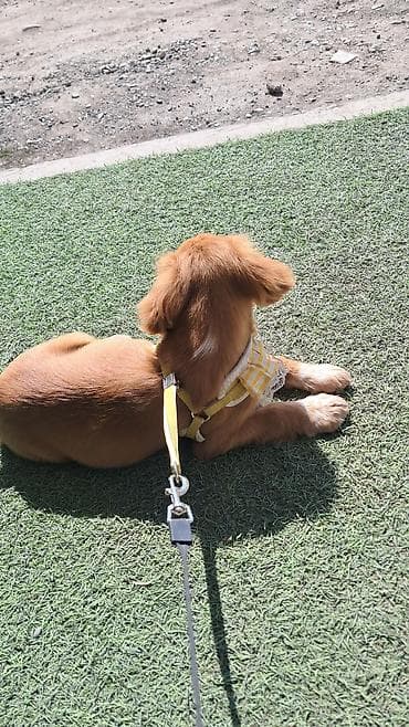 Иттер: ПРОПАЛ Щенок (рыжий, длинноухий) ПОЖАЛУЙСТА ПОМОГИТЕ НАЙТИ. ПРОПАЛА В — 3