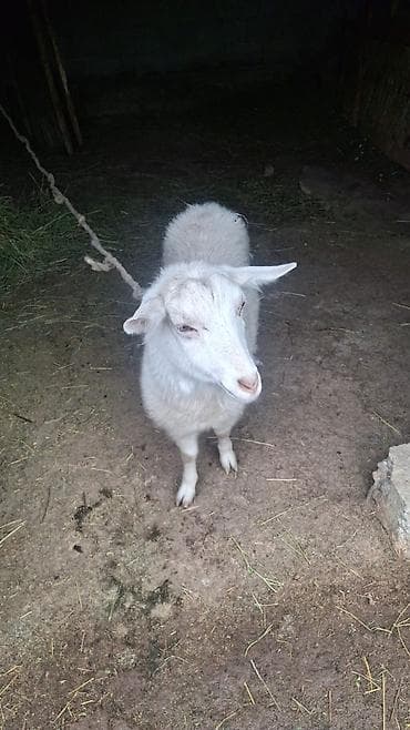 Үй жаныбарлары: Сатам | Эчки (ургаачы) | Көбөйтүү үчүн — 4