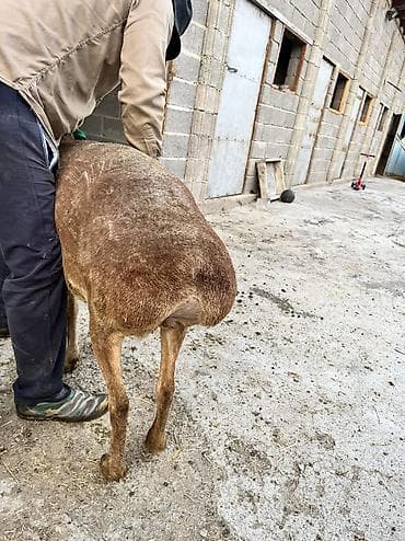 выделка шкур барана цена: Продаю | Овца (самка), Ягненок — 4