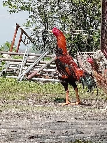 бука багам: Продаю | Петух | Бойцовая | Для разведения — 1
