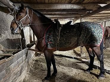 шпиц собака цена бишкек: Продаю | Конь (самец) — 2