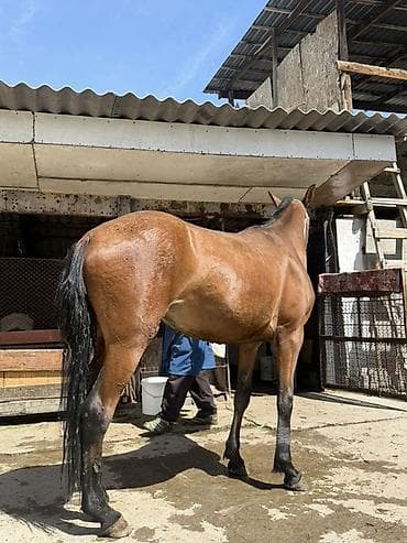 кой кыркан машнка: Продаю | Кобыла (самка) — 4