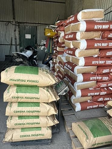кукуруза свежая: Жугору Беде Семена: эспарцет, овёс (сулуу), ячмень (арпа), кукуруза — 7