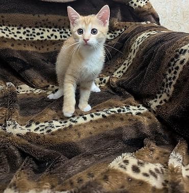 сиамо ориентальная кошка: Кошка даром: Беспородная, 2 месяца, Девочка, Приучена к лотку — 1