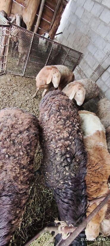 хомяк в бишкеке: Продаю | Овца (самка) | Для разведения | Кастрированные — 6
