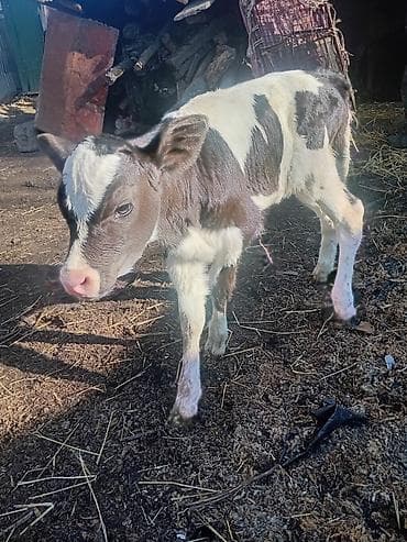 скот телята: Продаю | Музоо, торпок | Полукровка | На откорм — 6