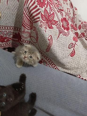 кошка веслоухая: Отдаем 9 котят в добрые руки, есть вислоухие. Можете писать в ватсап — 8