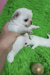 двойка для мальчика: Чихуахуа, 2 месяца, Самец, С родословной, С прививкой — 3