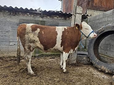 бык на мясо: Продаю | Корова (самка) | Голштин | Для молока | Привязанные — 1