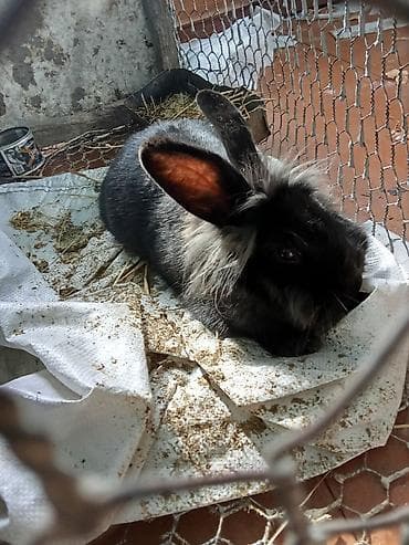 машинка для животных: Продам декоративного кролика, 5 месяцев, самец, цена договорная — 1