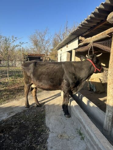 котята отдам в добрые руки: Продаю | Корова (самка) | Полукровка | Для молока | Привязанные — 5