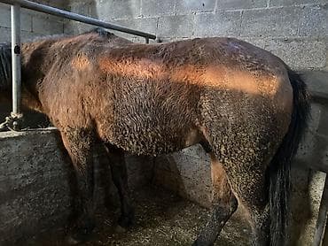 цена страусиного яйца: Продаю | Конь (самец) | На забой, Рабочий — 2