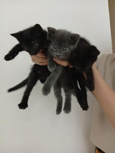 Котята от шатланки веслоухой !Папа британский голубой остроухий!На