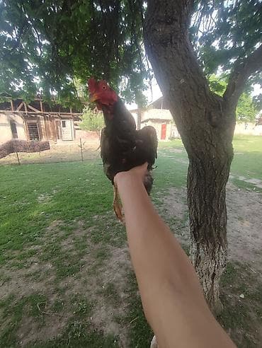 Айыл-чарба жаныбарлары: Сатам | Короздор | Тебиштирүүчү | Көбөйтүү үчүн — 5