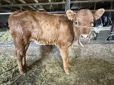 кошка беловодск: Сатам | Кунаажын | Бордоп семиртүү үчүн — 2