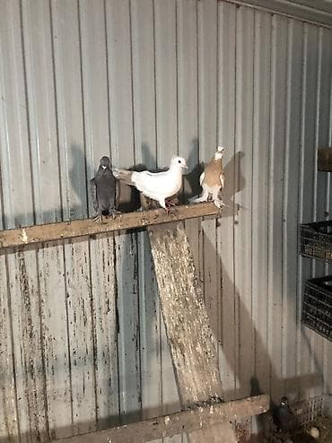 клетки для кур: Продаю село беловоцк — 4