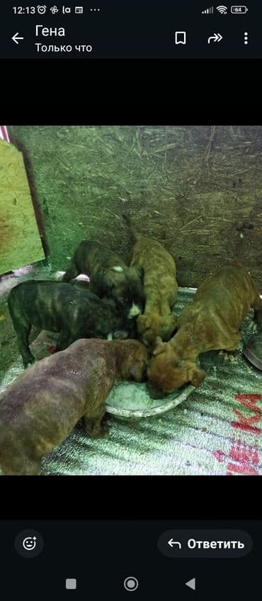 купить корги пемброк: Щенки смешанных пород (вероятно, буль‑типа). На фото — помет тигрового — 1