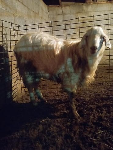 козы бараны: Продаю | Козёл (самец) | Зааненская — 1