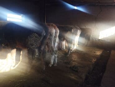 продам бу оборудование для птицефабрики: Продаю | Корова (самка), Бык (самец), Тёлка — 4