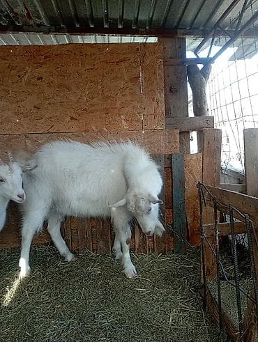 битал эчки: Сатам | Теке (эркек) | Заанен | Көбөйтүү үчүн | Асыл тукумдуу — 3