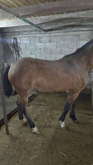 лошадь цена: Продаю | Кобыла (самка) | Для разведения — 5