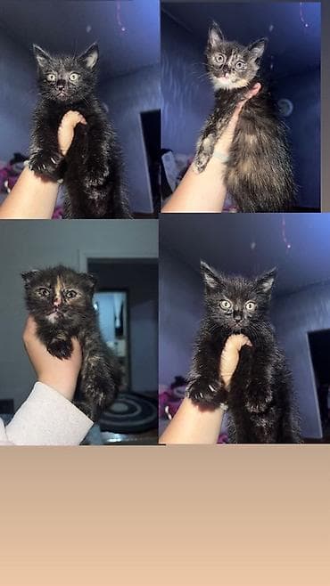 кошки сфинкс: Котята окраса черная черепаха/дымчатый - Возраст: на фото молодые — 1