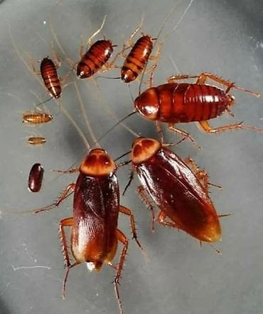 cockroach: Дезинфекция, дезинсекция, | Вирусы, микробы, Обработка деревьев, Блохи, | Дома, Подъезды, Дворы — 1