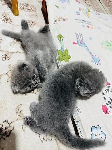 отдам хорошие руки котят: Шотландские вислоухие котята (Scottish Fold), окрас голубой — 2