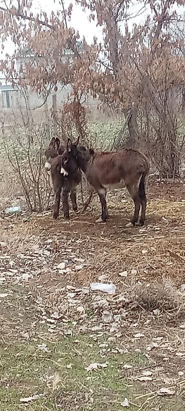 Ослы (пара) Описание: - Домашние ослы коричневой масти, с