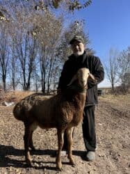 ошейник для алабая купить: Продаю | Баран (самец) | Арашан | Для разведения | Осеменитель, Племенные — 1