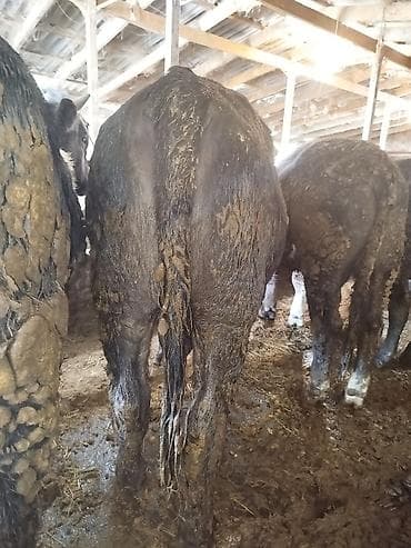 ящик для документов: Продаю | Бык (самец) | На откорм | Привязанные — 4