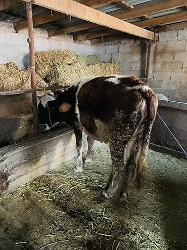 ит атабыз: Продаю | Тёлка | Полукровка | На откорм | Отела не было — 1