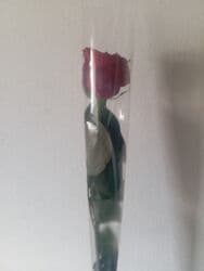 саженцы роз: Продаю розы. Всего 26 шт. 1 роза 100с — 1