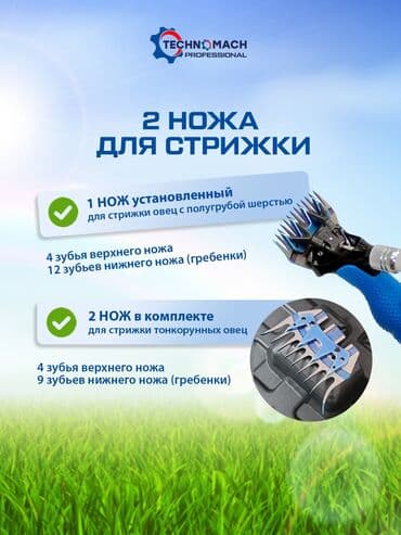 где можно купить молодых кур несушек: СТРИЖКА ОВЕЦ От компании «Техномаш» Профессиональный аппарат ( — 7