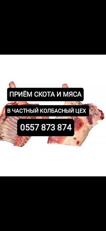 Частное лицо, Колбасный цех : Коровы, быки, Лошади, кони, | Круглосуточно, Любое состояние, Забитый at lalafo.kg Частное лицо, Колбасный цех : Коровы, быки, Лошади, кони, | Круглосуточно, Любое состояние, Забитый