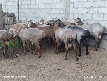 купить собаку кане корсо: Продаю | Баран (самец) | Романовская | Для разведения | Племенные — 2