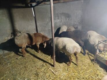 бельгийская овчарка малинуа купить: Продаю | Баран (самец) | Арашан | Для разведения | Племенные, Осеменитель — 8