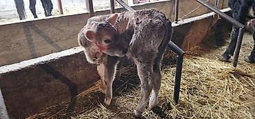 пш метр: Сатам | Уй (ургаачы), Бука (эркек), Кунаажын | Алатоолук | Көбөйтүү үчүн, Сүт алуу үчүн | Музоологондон кийин — 10