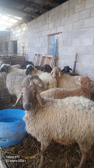 голуби птицы животный: Продаю | Овца (самка) | Для разведения | Матка — 1