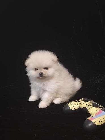 куплю собака: ШПИЦ ПОД БРОНИРОВАНИЕ щенкам месяц, цена указана без документов, при — 2