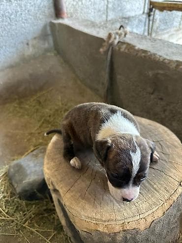 собака хаски: Щенки питбуль — 6