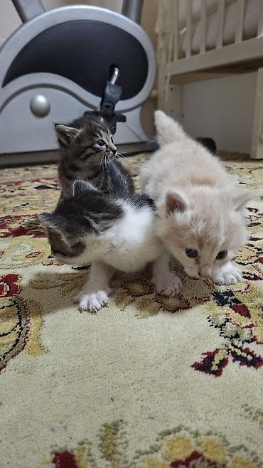 Котята, помёт из трёх малышей: - кремовый короткошёрстный с голубыми