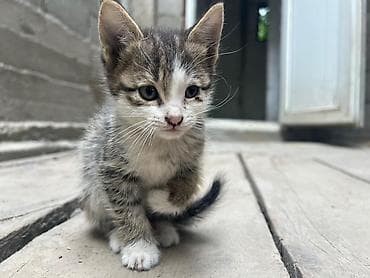 pitomnik temir: Котята, домашние любимцы. - Возраст: примерно 1–2 месяца. - Окрас — 3